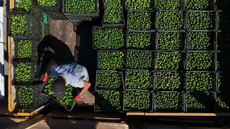 YEŞİL BODRUM MANDALİNİ TÜRKİYE’NİN DÖRT BİR YANINA ULAŞIYOR
